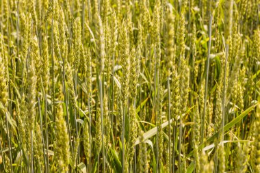 Doku. Tarım alanında olgunlaşan buğday kulakları. Geçmişi. Sarı yeşil renkler