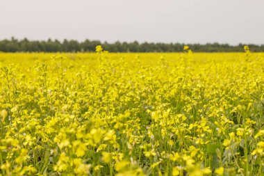 Rusya, Sibirya 'da yaz mevsiminde sarı çiçekli kolza tohumu tarlasını kapatın..