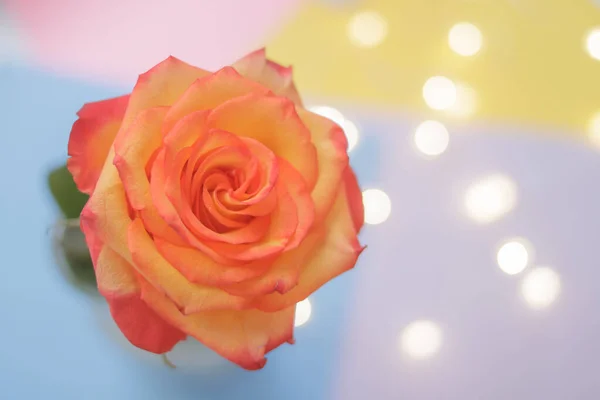 Brote Floreciente Una Rosa Amarillo Roja Sobre Fondo Multicolor Tarjeta — Foto de Stock