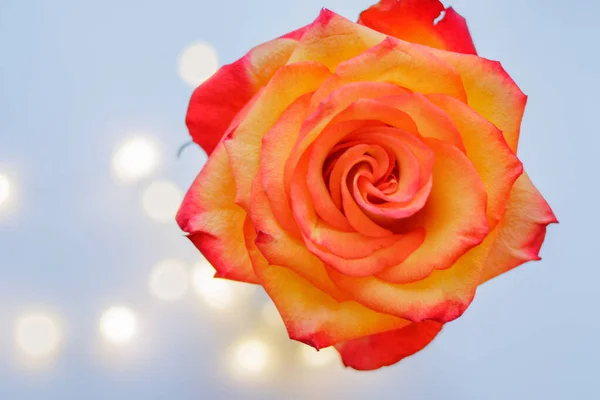 Kwitnący Pączek Żółto Czerwonej Róży Niebieskim Tle Pocztówka — Zdjęcie stockowe