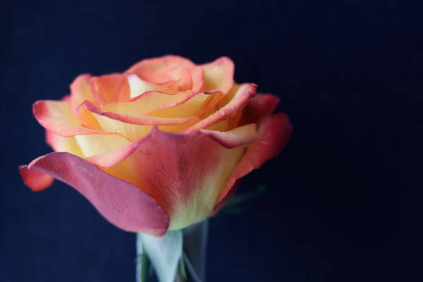 Kwitnący Pączek Żółto Czerwonej Róży Ciemnym Tle Pocztówka — Zdjęcie stockowe
