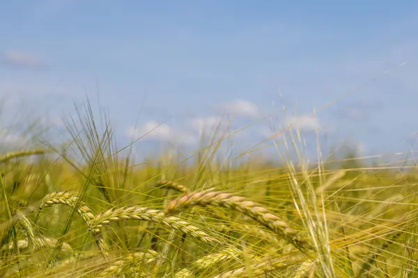 Spikes Ripening Rye Agricultural Field Close — Stock Photo, Image