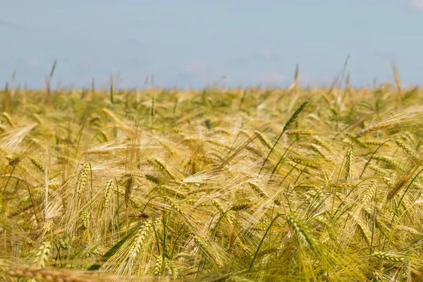 Espinhos Centeio Amadurecimento Num Campo Agrícola Espaço Cópia — Fotografia de Stock