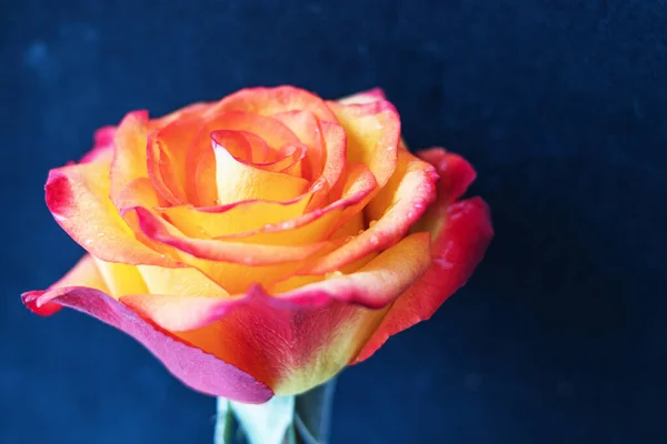 Brote Una Rosa Brillante Color Amarillo Rojo Con Gotitas Agua — Foto de Stock