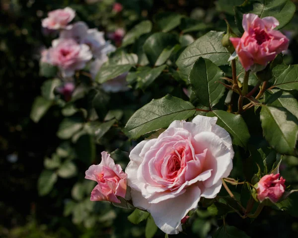 Belo Arbusto Rosas Brancas Rosa Floridas Parque Cidade Vista Cima — Fotografia de Stock