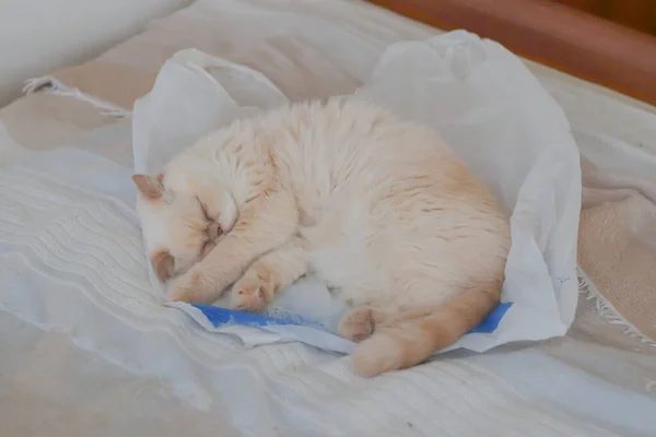 Милая Бежевая Кошка Сладко Спит Пластиковом Пакете — стоковое фото