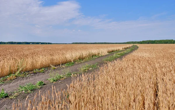 Дорога Простягається Відстань Між Полем Стиглої Пшениці Прапор — стокове фото
