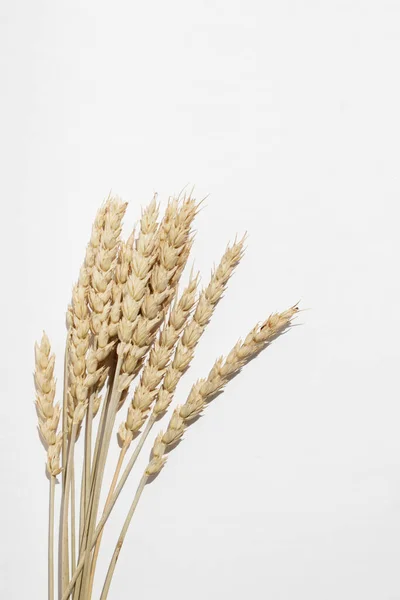 Grano Secco Spikelets Grappolo Uno Sfondo Bianco Vista Dall Alto — Foto Stock