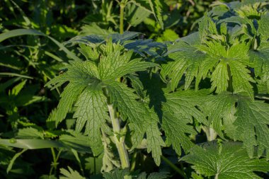 Genç yabani esrar bitkileri. Renkli yaprak böceği yeşil bir yaprağın etrafında dolaşıyor. Yukarıdan görüntüle