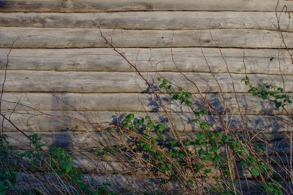 Contexte Mur Une Vieille Maison Rondins Coucher Soleil Framboisiers Brindilles — Photo