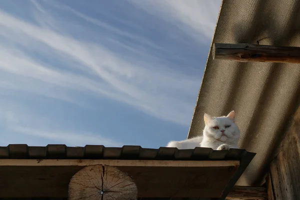 White Cat Multi Colored Eyes Quietly Sits Roof Canopy Right — Stock Photo, Image
