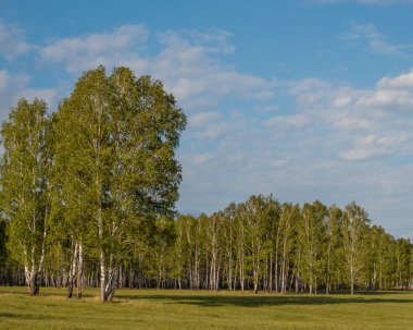 Güzel yaz kırsal manzarası. Ön planda bir çayır ve birkaç huş ağacı var, arka planda bir huş ağacı korusu..