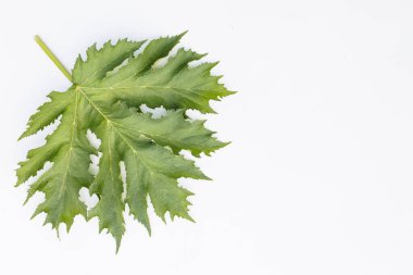 Petiolün üzerinde büyük yeşil bir yaprak. Aralıklarla, damarlarla ve tırtıklı kenar boşluğuyla. İzole edilmiş. Beyaz bir arkaplanda.