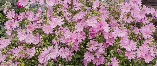 Fioritura Delicata Malva Rosa Giorno Estate Bandiera — Foto Stock