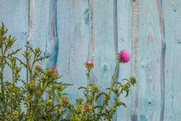 Contexte Bardane Fleurie Sur Fond Vieille Clôture Bleue Bois Minable — Photo