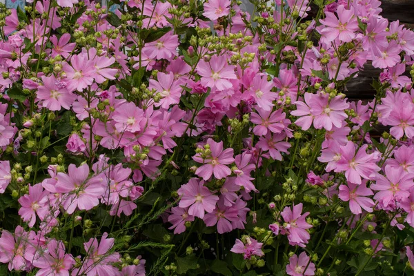 Cespuglio Fioritura Delicata Malva Rosa Una Giornata Estiva — Foto Stock