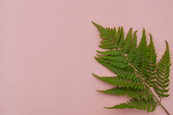 Bladeren Compositie Patroon Gemaakt Van Wilde Varen Bladeren Roze Achtergrond — Stockfoto