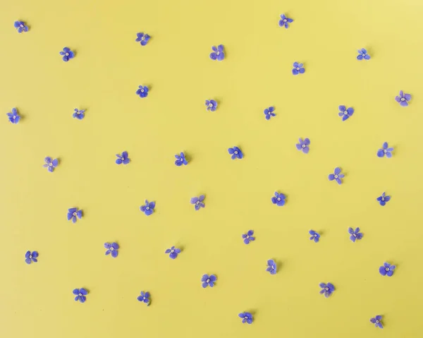 Composition Des Fleurs Modèle Composé Petites Fleurs Bleues Sauvages Sur — Photo
