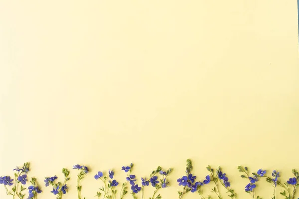 Bloemen Samenstelling Patroon Gemaakt Van Wilde Kleine Blauwe Bloemen Gele — Stockfoto