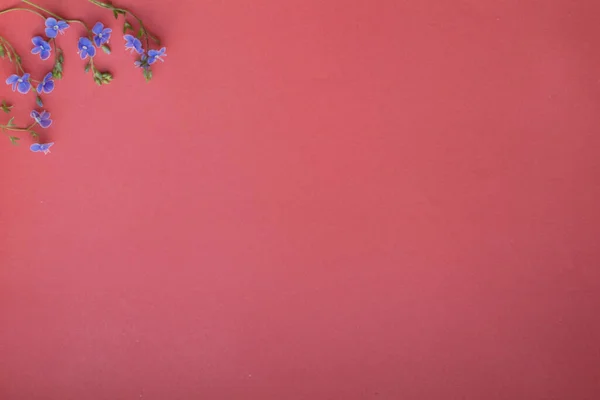 Bloemen Samenstelling Patroon Gemaakt Van Wilde Kleine Blauwe Bloemen Roze — Stockfoto