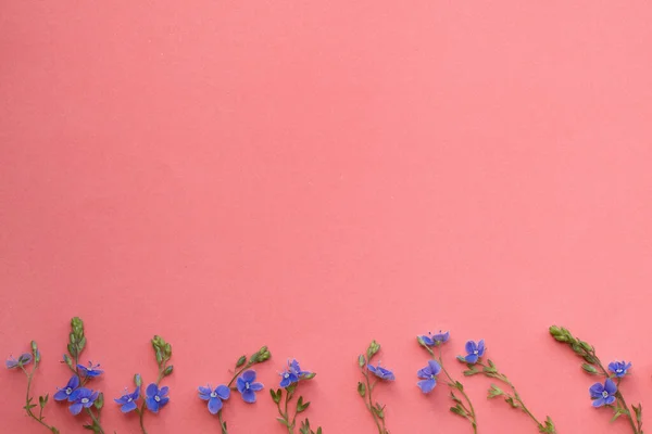 Bloemen Samenstelling Patroon Gemaakt Van Wilde Kleine Blauwe Bloemen Koraal — Stockfoto