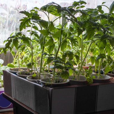 Pencere kenarında salatalık fideleri yetiştiriyor. Yapraklı yeni filizler. Yan görünüm.