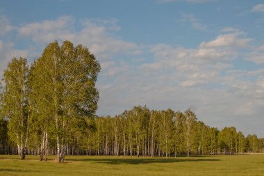 Birch Grove. Ön planda bir çayırda koparılmış ağaçlar var. Yaz güneşli bir gün.