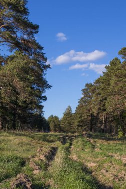 Sibirya çam ormanında orman yolu ve rutin yaşam. Yaz manzarası.