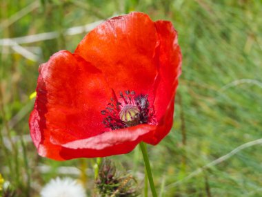 Yeşil arka planda kırmızı haşhaş tomurcuğunun yakın çekimi. Kapadokya, Türkiye