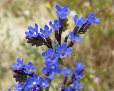 Çiçek açan mavi çiçeklere yakın çekim Anchusa, aynı zamanda hata giderici olarak da bilinir. Kapadokya, Türkiye.