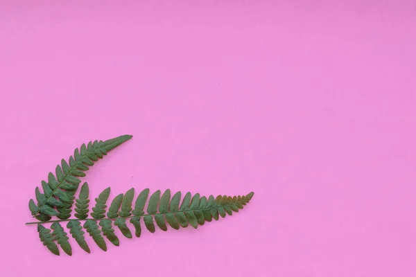 Bloemensamenstelling Patroon Gemaakt Van Wilde Varen Bladeren Roze Achtergrond Platte — Stockfoto