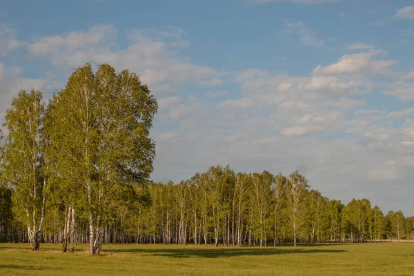 Birch Grove Primeiro Plano Árvores Separadas Num Prado Verão Dia — Fotografia de Stock