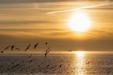 Sarı tonlar ve ön planda uçan martılarla deniz kıyısında güzel bir gün batımı. Sahilden görünüm.