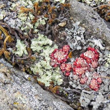 Taşların arasında yeşil, kırmızı, sarı, gri zambaklar. Arka plan Baykal doğası