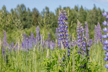 Mavi lupinli yeşil alan. Makro çiçekler ve çimenler. Arka planda - orman