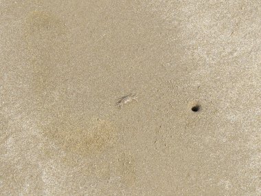 Geçmişi. Küçük bir deniz yengeci korunmak için deniz kumu boyunca koşar. Kumun rengine uyuyor..