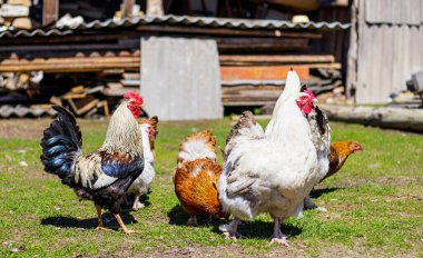 Güzel ve renkli horozlar ve tavuklar ahşap bir arka planda yeşil bir çimenlikteki çiftlik evinin avlusunda yürürler. Sibirya Köyü, Rusya