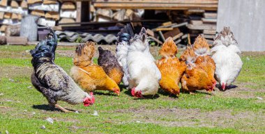 Güzel ve renkli horozlar ve tavuklar, yeşil bir çimenlikteki bir çiftlik evinin bahçesindeki tahılları odun ve yakacak odunlarından oluşan bir arka plana karşı gagalıyorlar. Sibirya Köyü, Rusya