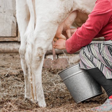 Hands of a woman milks a cow in a Siberian village, Russia. Close up clipart