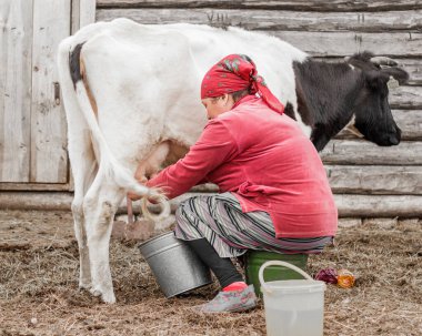 A woman in a red scarf milks a cow against the background of a log wall in a Siberian village, Russia clipart