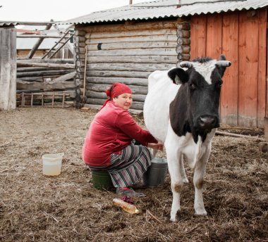 A woman in a red headscarf hand milks a cow in a farmyard in a Siberian village, Russia clipart