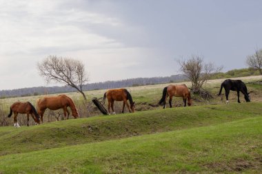 Atlar ve tay otlakta otluyor. Huzur içinde çimleri kemiriyor. Önünde de onlara ait bir su birikintisi var.