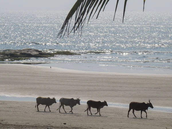 Индийские Коровы Зебу Прогулка Вдоль Берега Морджима Northem Гоа Индия — стоковое фото