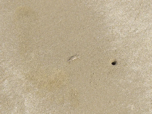 Contexto Pequeno Caranguejo Marinho Corre Longo Areia Mar Para Abrigar — Fotografia de Stock