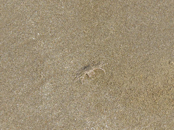 Background Small Coastal Crab Runs Sea Sand Its Color Matches — Stock Photo, Image