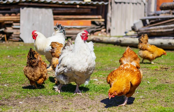 Galos Galinhas Bonitas Coloridas Caminham Pátio Uma Casa Fazenda Gramado — Fotografia de Stock