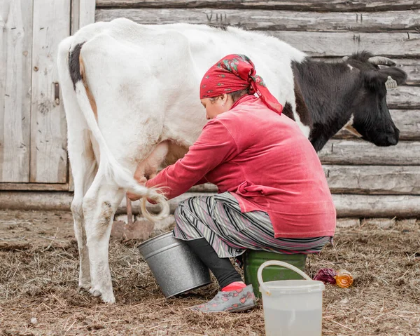 Woman Red Scarf Milks Cow Background Log Wall Siberian Village — Stock Photo, Image