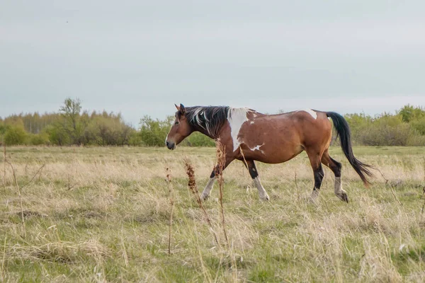 珍しい色の美しい馬が優雅に牧草地に沿って行きます コピースペース テキストの場所 — ストック写真