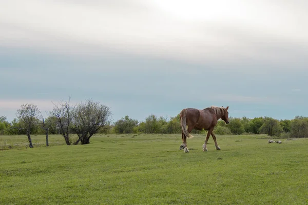 美しい茶色の馬が静かに地平線に向かって牧草地を残します スペースのコピー — ストック写真