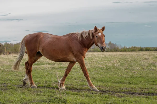 茶色の美しい馬が牧草地を通って 彼の銃口を回し カメラを見て — ストック写真